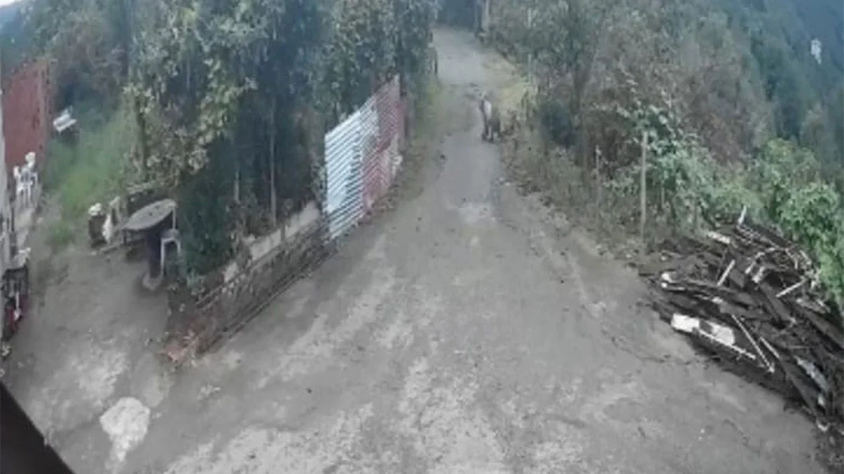 Bölgemizde ilginç olay! İşe giden kadının karşısına ayı çıktı