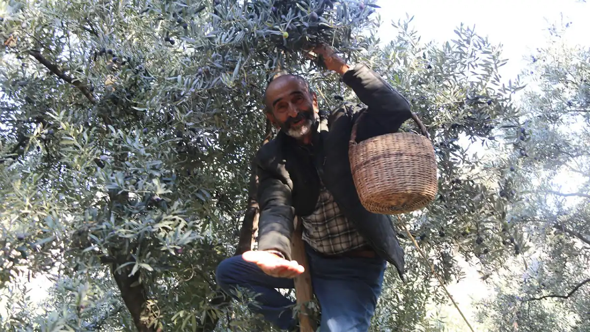 Çoruh Vadisi’nde Butko zeytini hasadı başladı