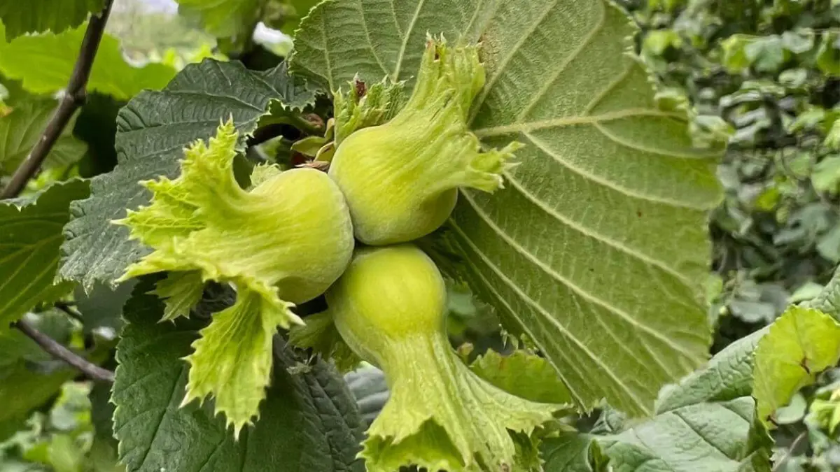 Doğu Karadeniz’de fındık alarmı! “Bitme noktasına gidiyor”