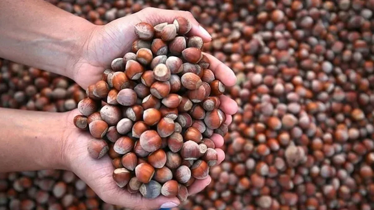 Fındık borsalarında Ağustos ayında 39 bin 812 ton işlem
