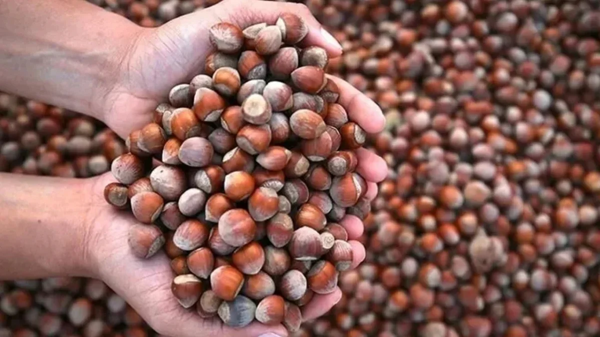 Fındık ihracatında rekor, üreticide öfke! Üreticinin kazancı nerede?