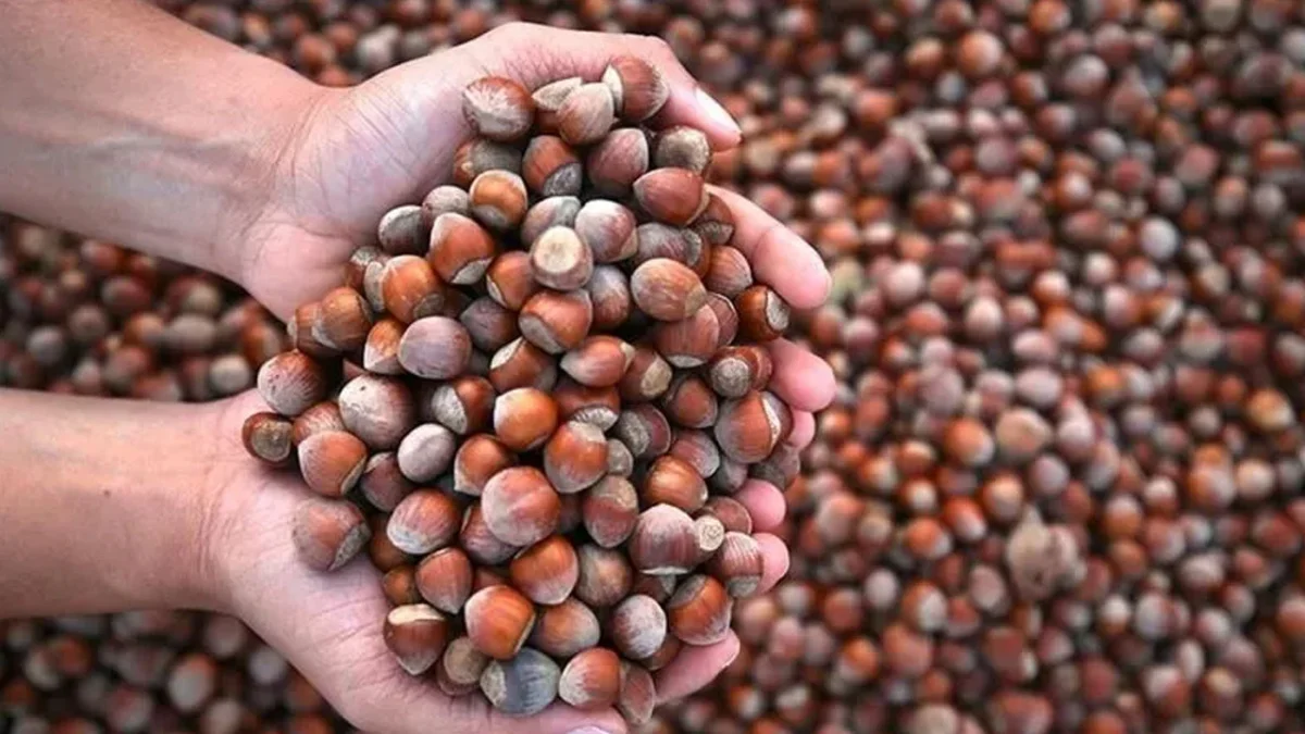 Fındık ihracatında ters köşe! Daha az ürünle daha fazla gelir