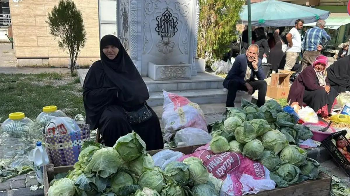 Giresun’da Alucra kelemi hasadı başladı! Coğrafi işaret çalışmaları sürüyor