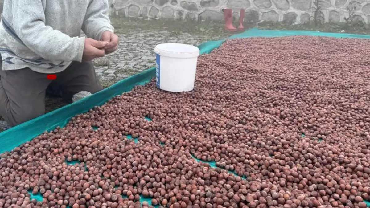 Giresun’da fındık üreticisinin yaylada da yüzü gülmedi: Kurutma mesaisi yağışlara takıldı