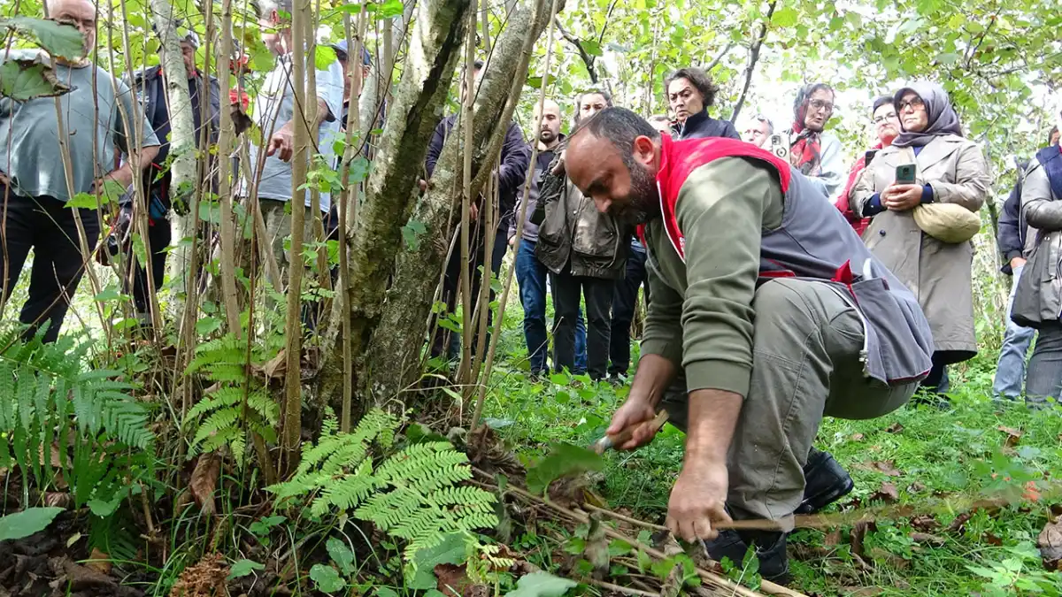 Giresun'da fındıkta verimi artırmak için üreticilere uygulamalı budama eğitimi veriliyor