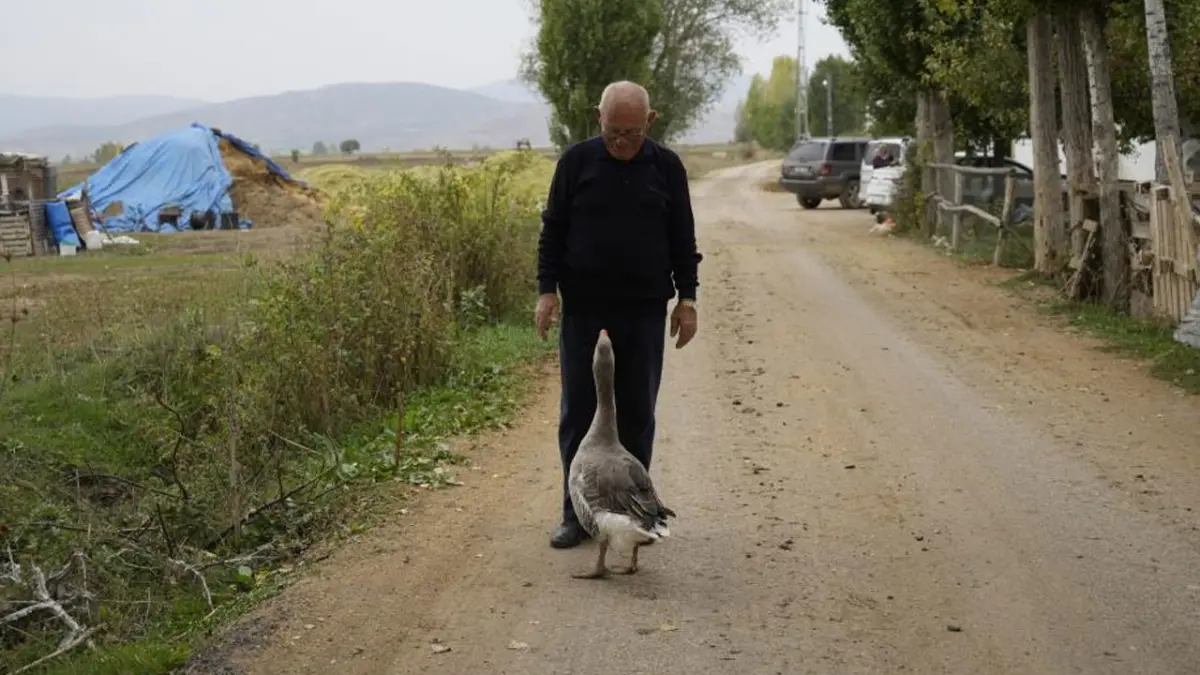 Gümüşhane’de görenleri şaşırtan kaz! Junior, sahibini ailesi bildi