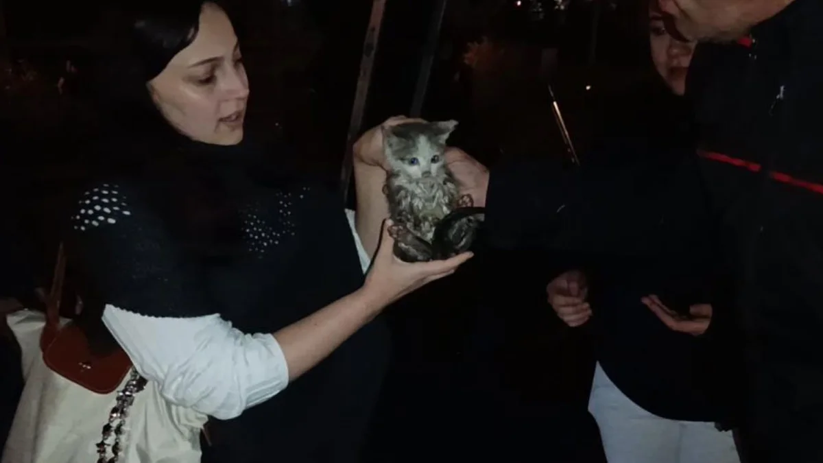 Gümüşhane’de Harşit Çayı kenarında mahsur kalan yavru kedi kurtarıldı