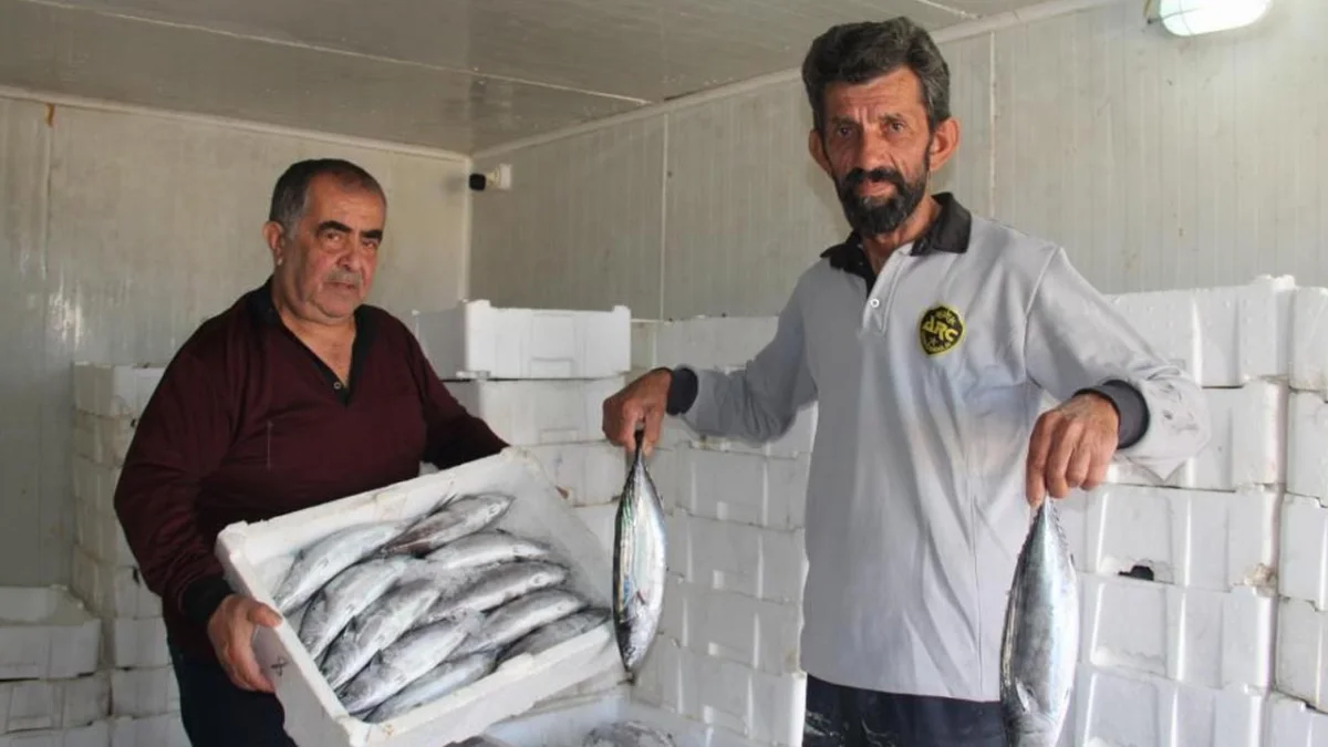 Karadeniz'de palamut bolluğu korkutuyor! Önümüzdeki yıllarda hamsiyi göremeyebiliriz