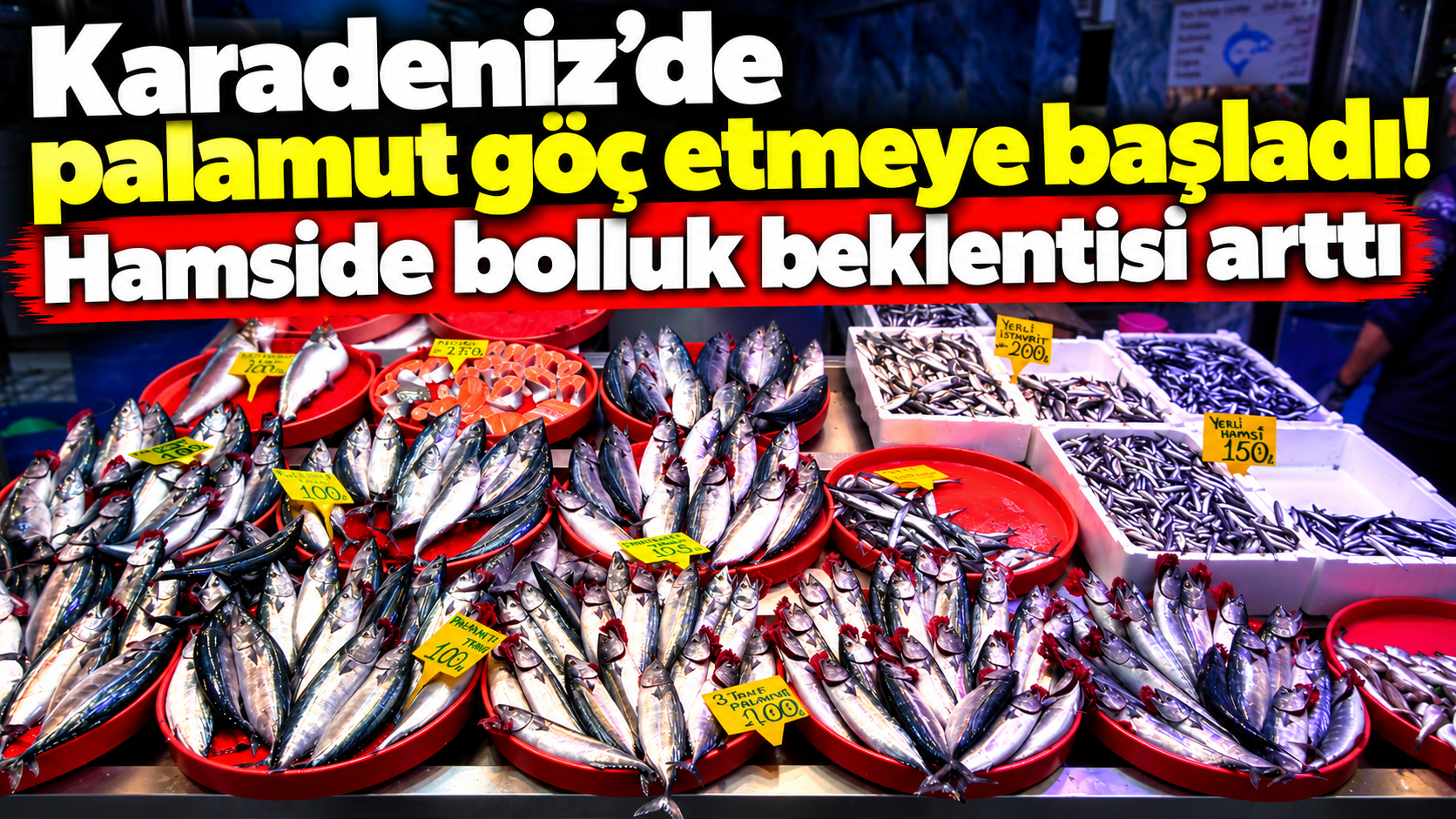 Karadeniz’de palamut göç etmeye başladı! Hamside bolluk beklentisi arttı