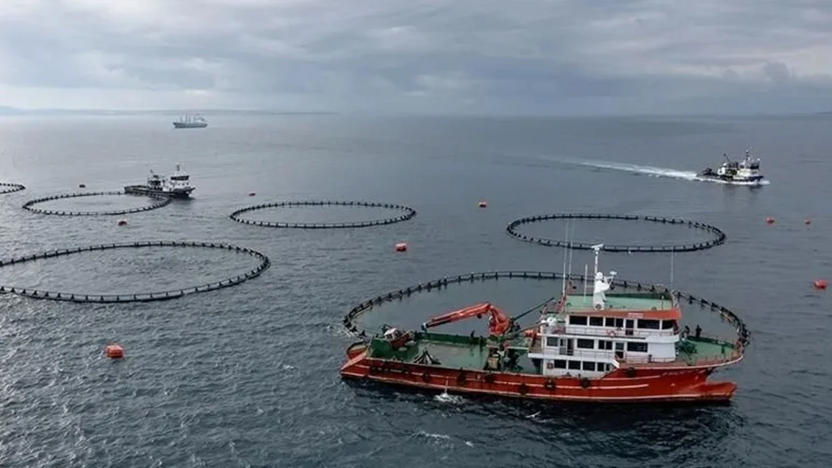 Karadeniz’den 322 milyon dolarlık su ürünleri ihracatı! İlk sırada Rusya var