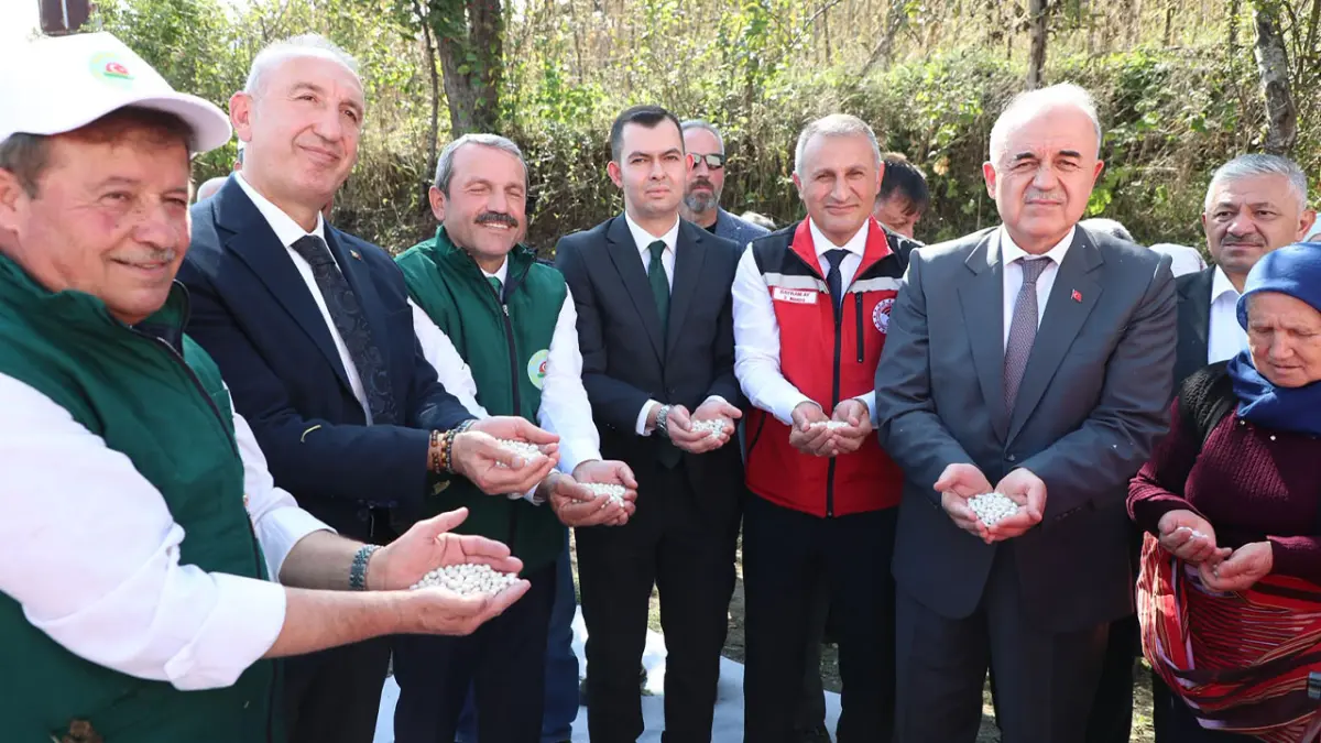 Ordu’da Akkuş şeker fasulyesinde hasat sevinci! Üretim 2 bin 200 tona ulaştı