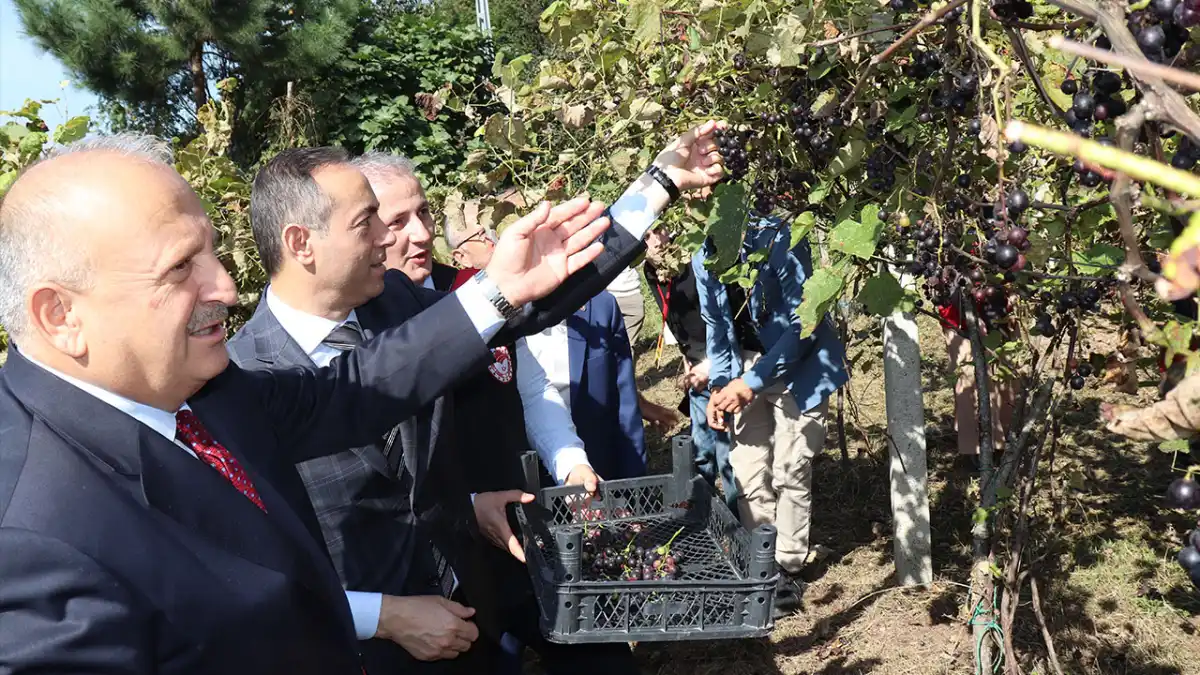 Ordu’da coğrafi işaretli Isabella üzümünde hasat yapıldı