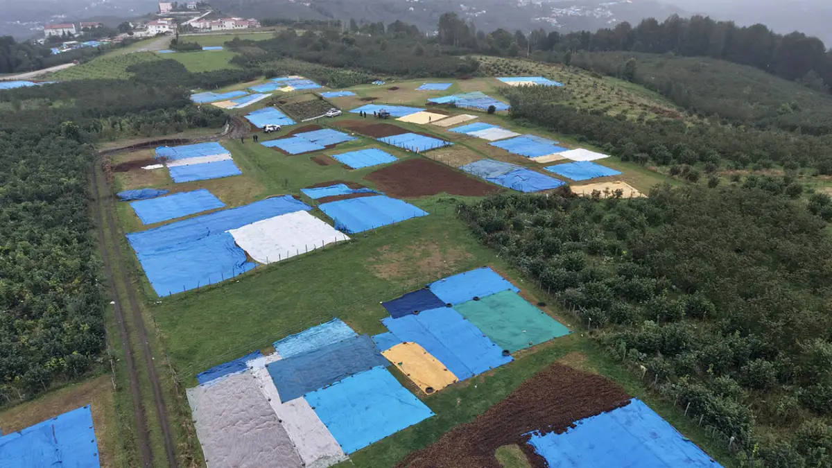 Ordu’da üreticiler fındık için “güneş duası” yaptı