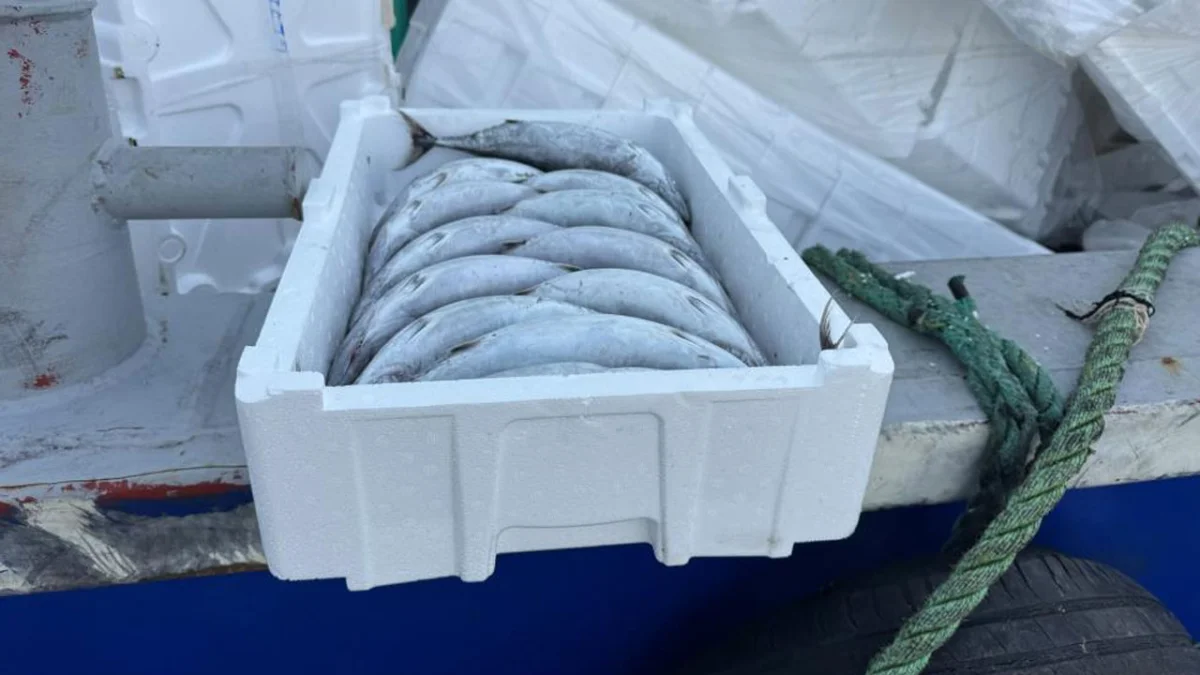 Palamut tezgâhta ucuz, kasası pahalı! Balıkçının hesabı şaşırttı