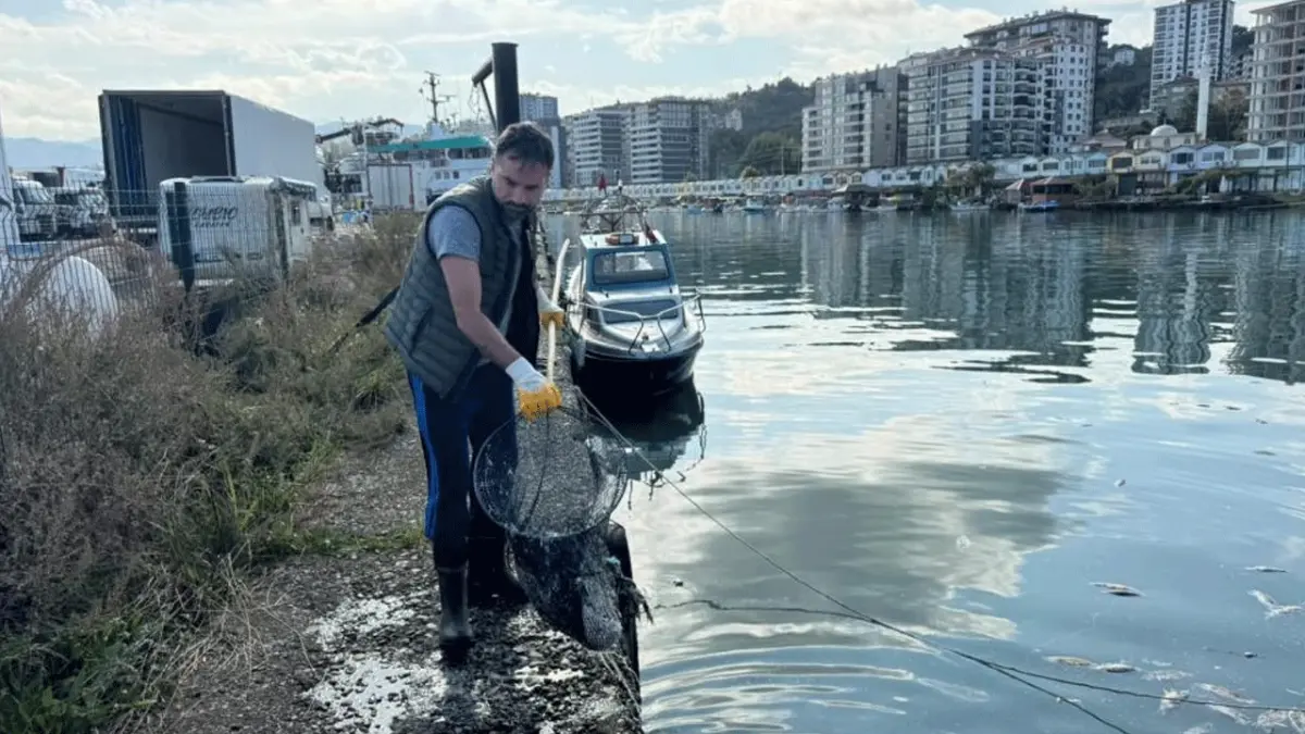 Rize’de palamut skandalı! denize dökülen yüzlerce balık toplandı