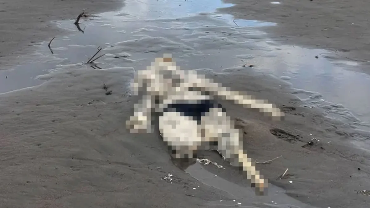 Samsun’da sahilde şok olay! İnsan iskeleti bulundu