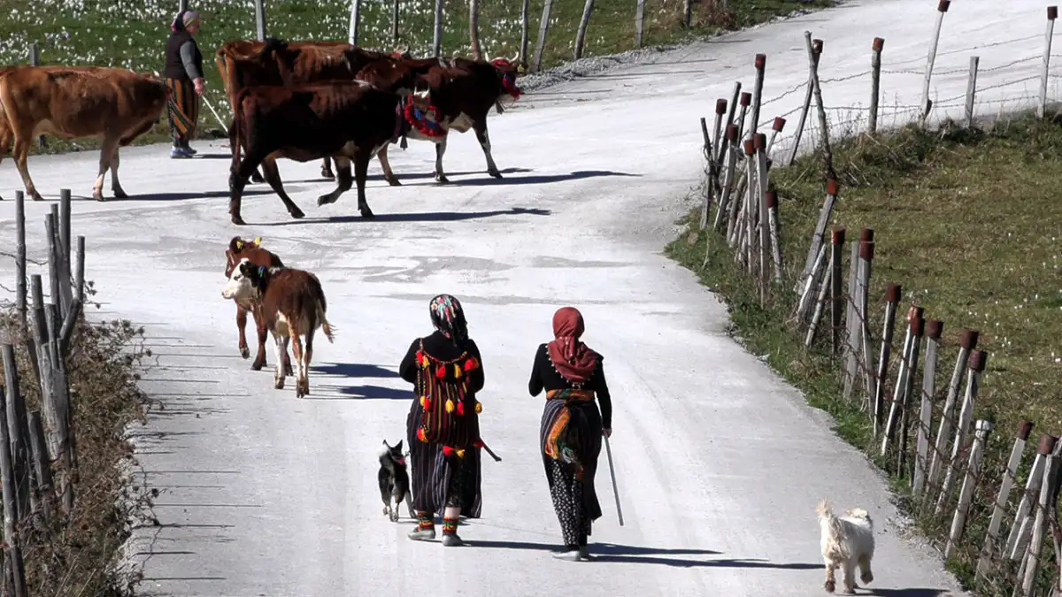 Trabzon’da asırlık gelenek yaşatılıyor! Yaylacılar köylerine dönüyor