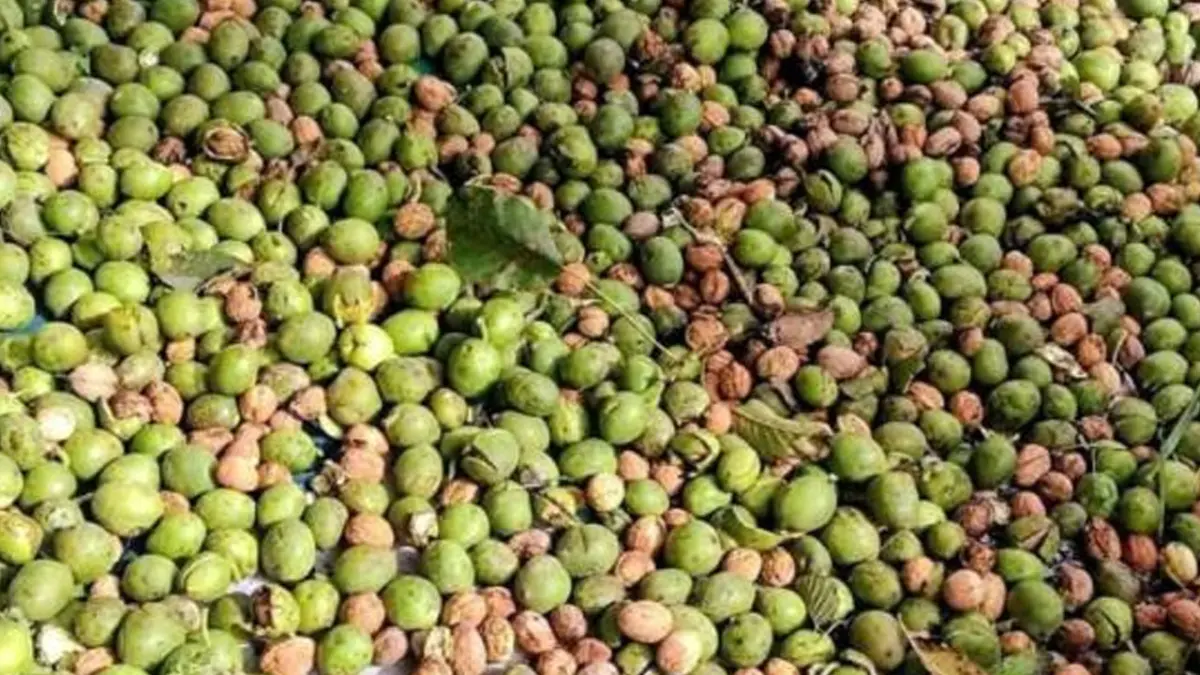 Trabzon’da fındığa alternatif oldu! 140 ceviz ağacından 1,5 ton ürün bekliyor