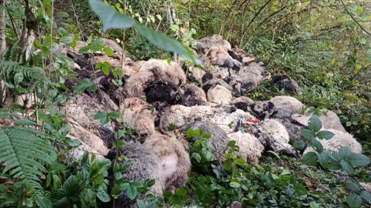 Trabzon’da korkunç olay! 184 koyun uçurumdan yuvarlandı