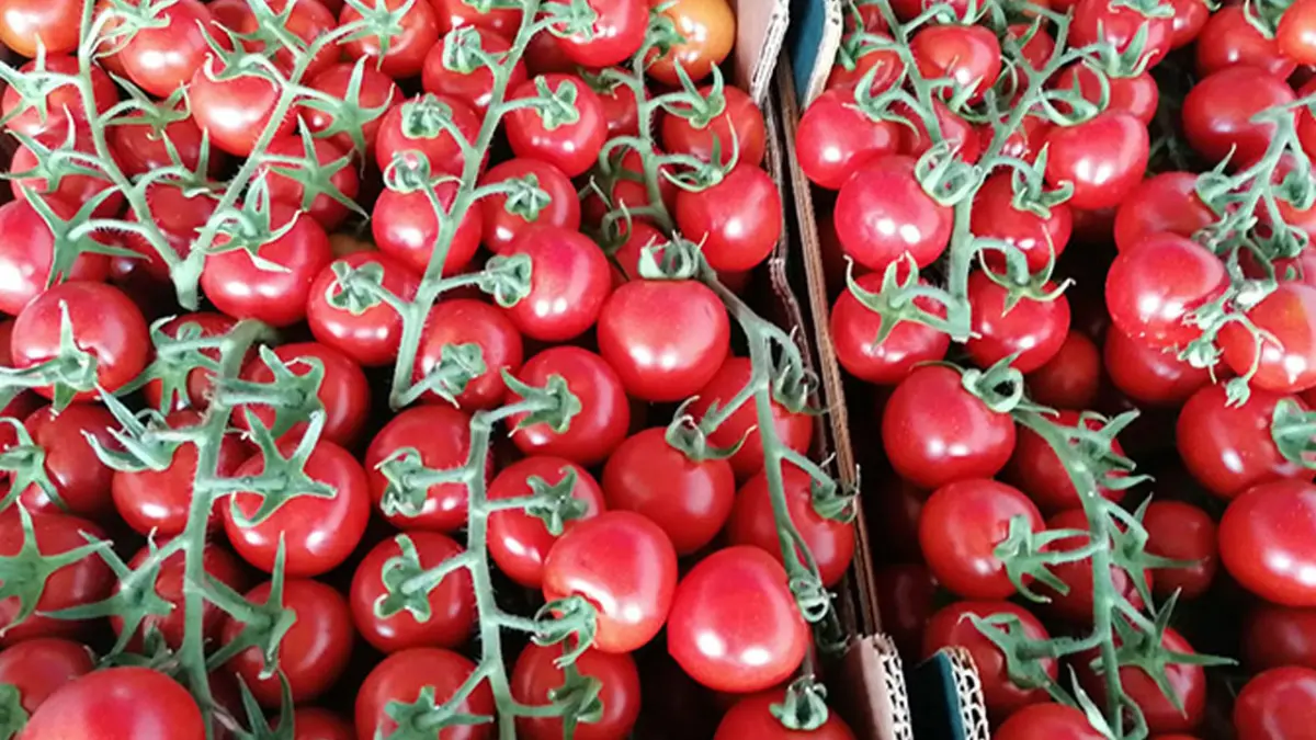 Trabzon’da menemen zamanı geldi! Pazarda fiyatlar nasıl?