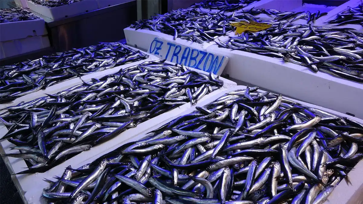Trabzon hamsisi sınırları aştı! İhracatta artış