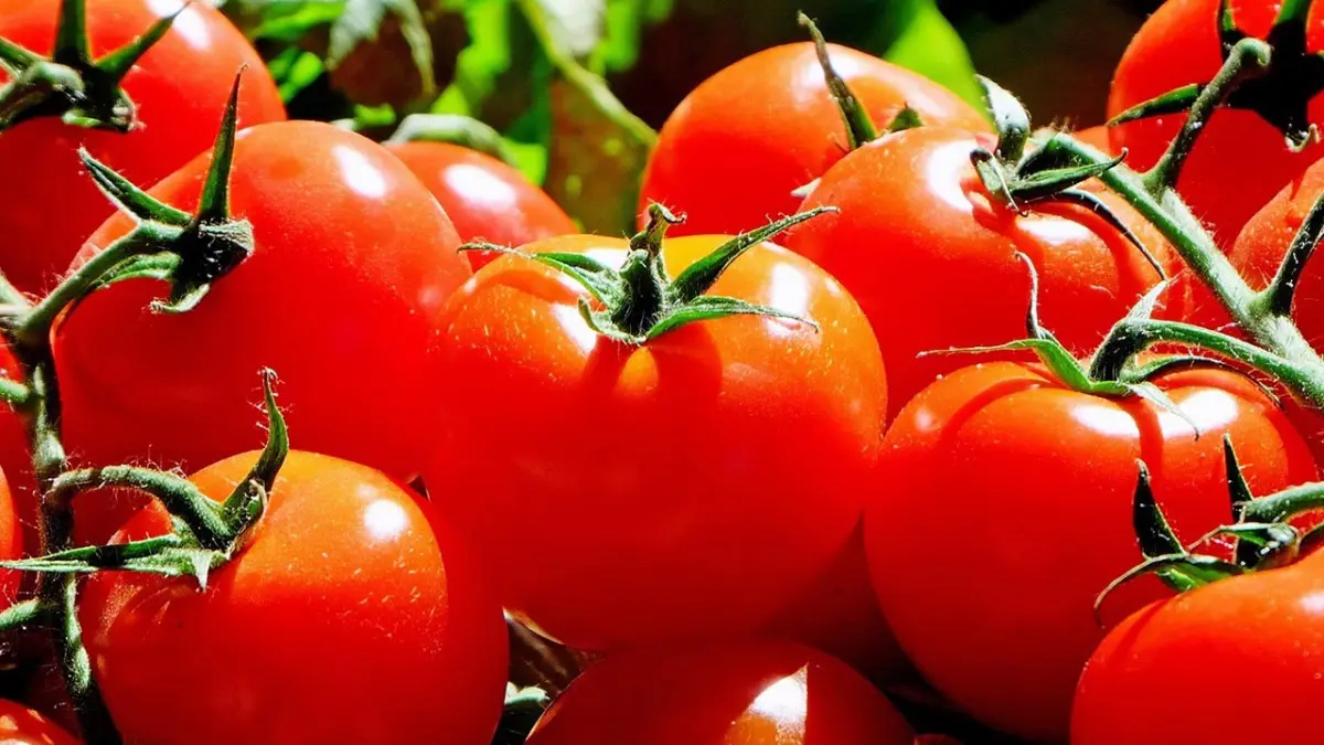 TZOB ekim ayı raporunu açıkladı! Zam şampiyonu belli oldu