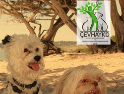 Çevhayko'dan Beach Party