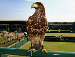 Wimbledon'da Akıl Almaz Hırsızlık