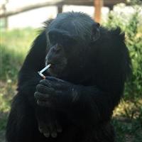 Sigarayı sigarayla yakıyor