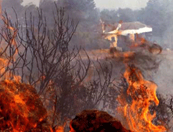 Esad'in askerleri ormanları yaktı