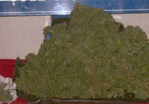 Dünya'da bir ilk olacak