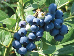 Of'da mavi yemiş hasatı yapıldı