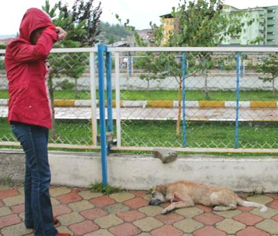 Sokak köpeğini tabanca ile vurdu