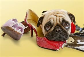 Köpekler neden kemirir?