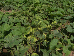 Bafra Ovası Yağmura teslim