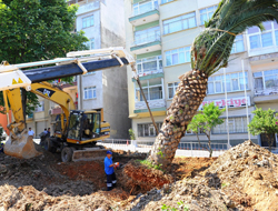 Trabzon'da palmiye ağacı söküldü