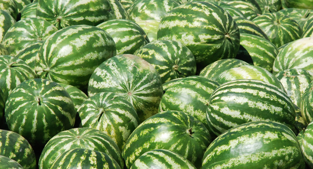 'Alo Karpuz Hattı' açıldı!