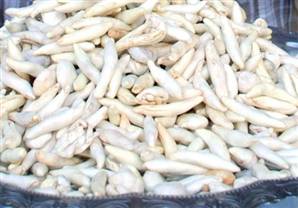 Kenger sakızına Diyanet'ten vize