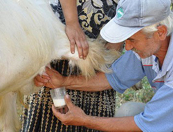 İnegöl'de atasözü gerçek oldu