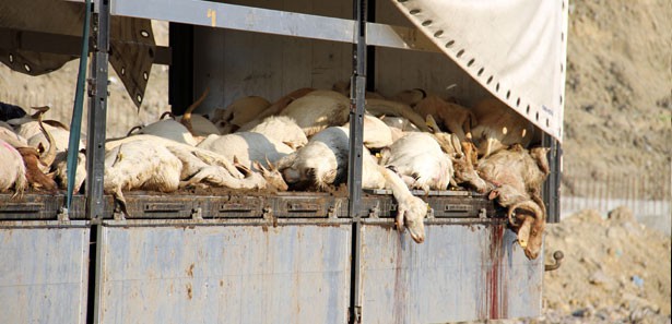 140 keçi havasızlıktan öldü
