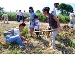 Araklı'da 500 adet çam dikildi