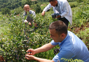 Trabzon'da likarba üretimi
