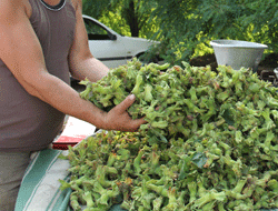 Giresun'da Fındık pazara indi
