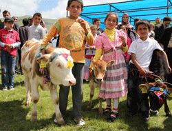 Giresun'da en güzel buzağı seçildi
