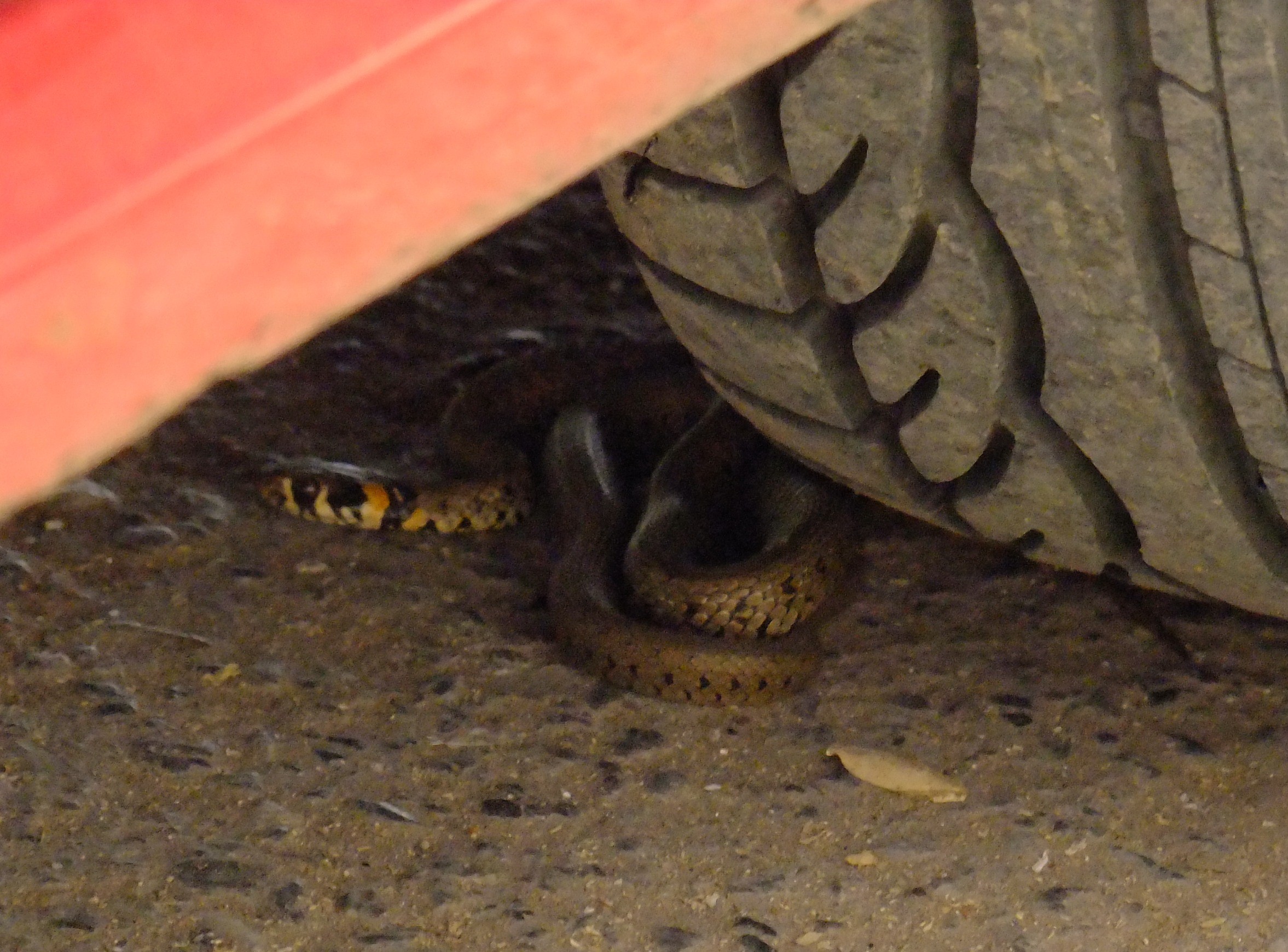 Samsun'da yılan dehşet saçtı