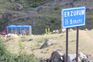 Rize'de ayılara Rize usulü çözüm