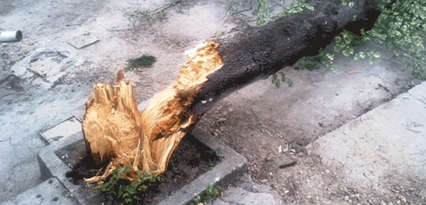 Fırtına ağaçları kökünden söktü