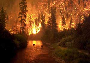 Akçaabat'ta büyük yangın