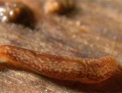 Her miliminde 5 göz var