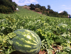 Burası Adana değil Trabzon